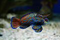 Poissonmandarin