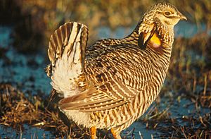 Archivo:Prairie Chicken-Attwater's