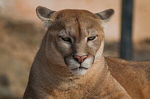 Archivo:Puma (Puma concolor) - 20191228