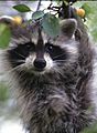 Raccoon face close up procyon lotor