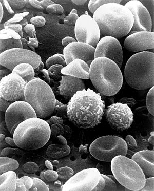 Archivo:SEM blood cells