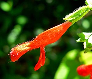 Archivo:Salvia gesneriiflora 3