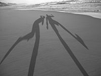Archivo:Shadows-in-the-sand