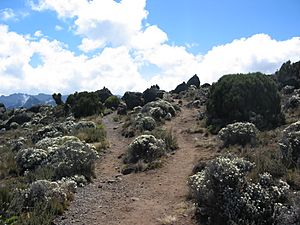 Archivo:Shira moorlands on Kilimanjaro