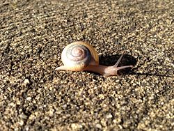 Archivo:Snail shell animal spiral mollusk scallop invertebrate slime-1119691!d