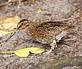 Snares snipe, tutukiwi Coenocorypha huegeli (cropped)