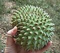 Soncoya (Annona Purpurea)