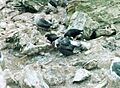 Striatedcaracara4