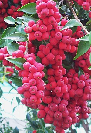 Archivo:Syzygium luehmannii fruit