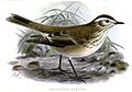 TaeniopteraRubetraKeulemans