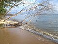 Tiga Beach Tree