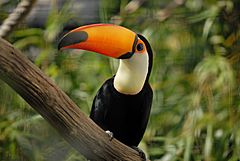 Archivo:Toco toucan (Ramphastos toco)