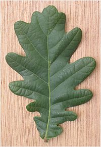 Archivo:Zomereik blad Quercus robur