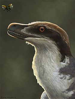 Acheroraptor reconstruction.jpg