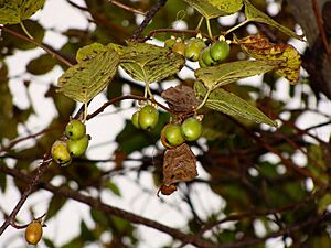 Archivo:Actinidia polygama 071027b