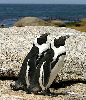 Archivo:African penguins Boulder Bay 1
