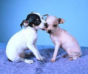 Archivo:Am hairless terrier pups