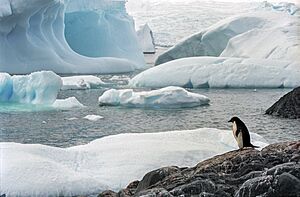 Archivo:Antarctic (js) 18