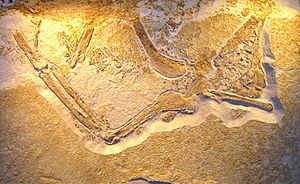 Archivo:Archaeopteryx (Daiting Specimen)