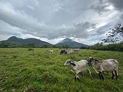 Archivo:Arenal Volcano with cattle in foreground