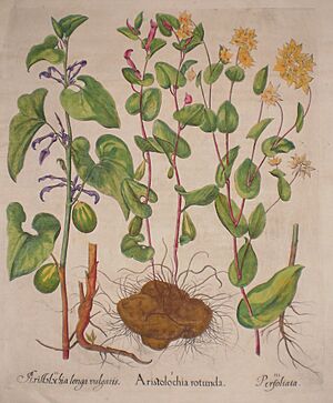 Archivo:Aristolochia longa vulgaris-Aristolochia rotunda-Perfoliata