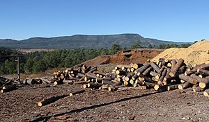 Archivo:Aserradero en Yecora, Sonora