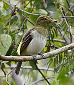 Archivo:Attila spadiceus - Bright-rumped attila