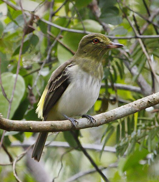 Attila spadiceus - Bright-rumped attila