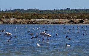 Archivo:Aves en la marisma, Sanlúcar de Barrameda
