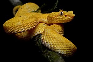 Archivo:Bothriechis nigroadspersus (La Selva Biological Station)
