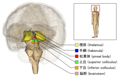 Archivo:Brainstem and thalamus ja ja 135