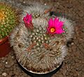 Cactaceae - Mammillaria guelzowiana