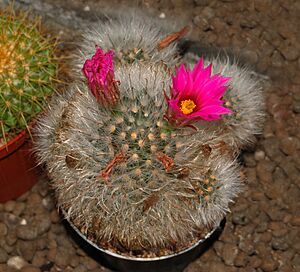 Archivo:Cactaceae - Mammillaria guelzowiana