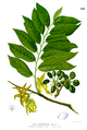 Cananga odorata Blanco1.221