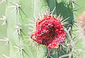 Cardon cactus fruit