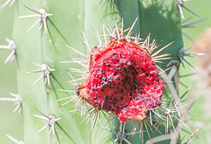 Archivo:Cardon cactus fruit