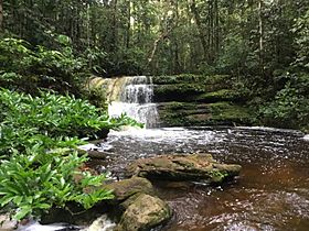 Cascada - Reserva Yaigojé Apaporis.jpg