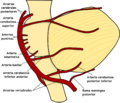 Cerebellum arteries es