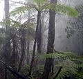 Cloud forest mount kinabalu