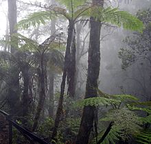 Cloud forest mount kinabalu.jpg