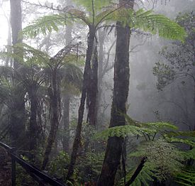 Selva de Borneo. Los bosques tropicales húmedos son típicos de climas ecuatoriales.