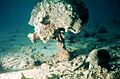 Coral-reef-bioerosion