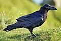 Corvuscorax001