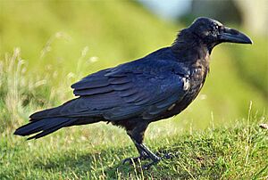 Archivo:Corvuscorax001
