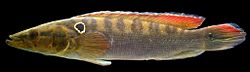 Crenicichla alta GUY14-04 Amaila black (15461752114).jpg