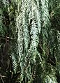 Cupressus cashmeriana