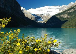 Archivo:Dasiphora fruticosa Lake Louise