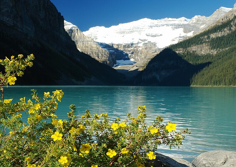 Dasiphora fruticosa Lake Louise