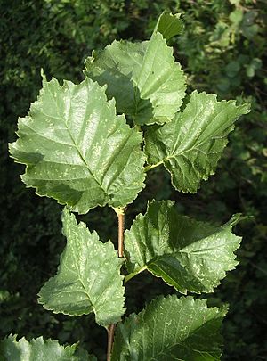 Archivo:English elm leaves