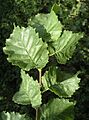 English elm leaves